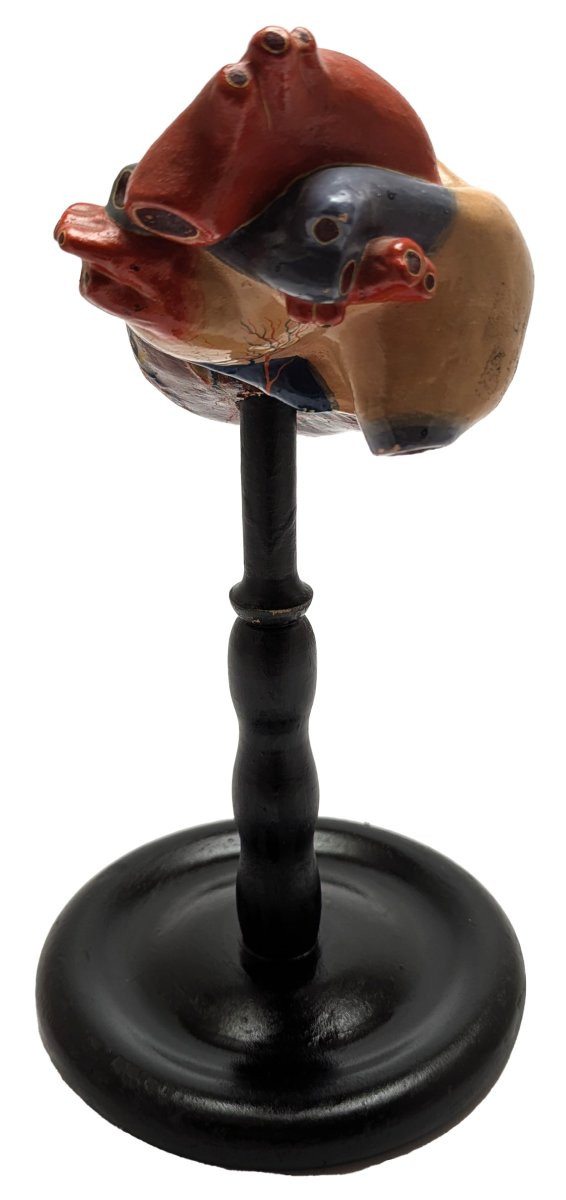 Plaster Medical Didactic Anatomical Model Of A Human Heart-photo-3