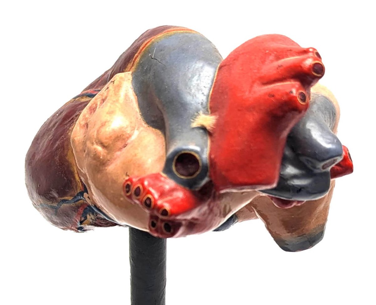 Plaster Medical Didactic Anatomical Model Of A Human Heart-photo-1