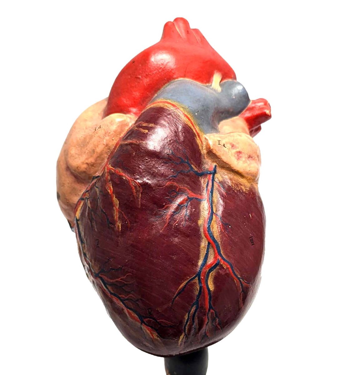 Plaster Medical Didactic Anatomical Model Of A Human Heart-photo-2