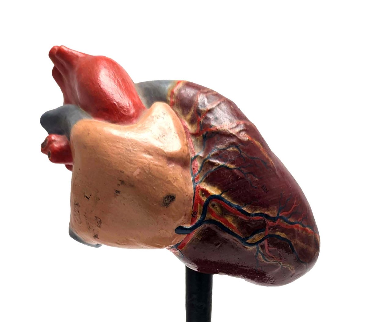 Plaster Medical Didactic Anatomical Model Of A Human Heart-photo-3