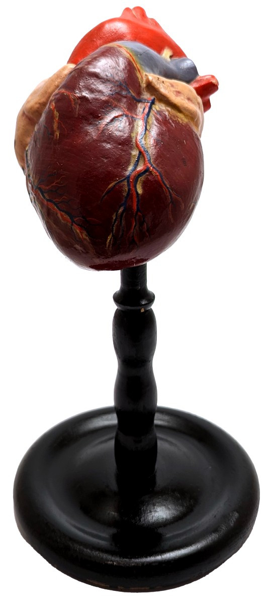 Plaster Medical Didactic Anatomical Model Of A Human Heart