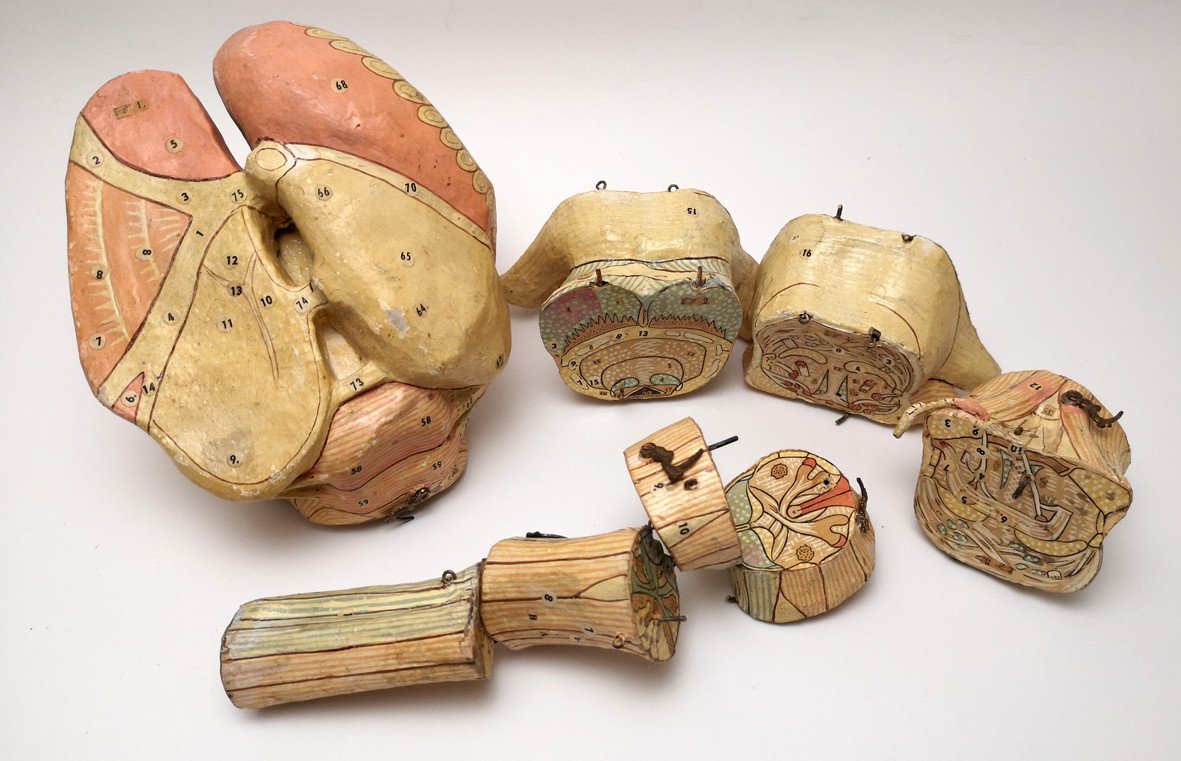 Auzoux Brain Stem Anatomical Model-photo-3