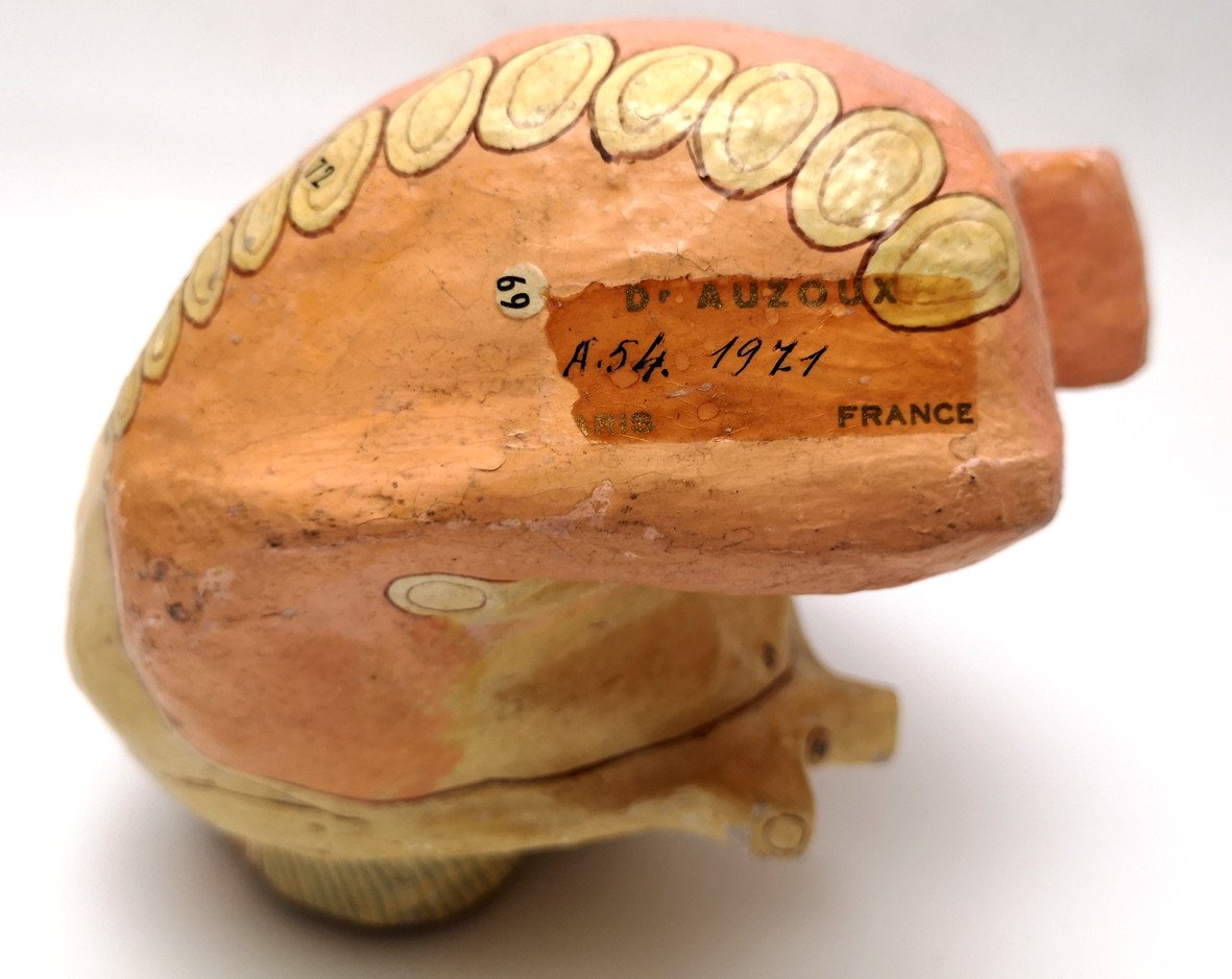 Auzoux Brain Stem Anatomical Model-photo-4