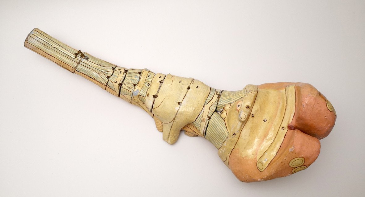 Auzoux Brain Stem Anatomical Model-photo-1