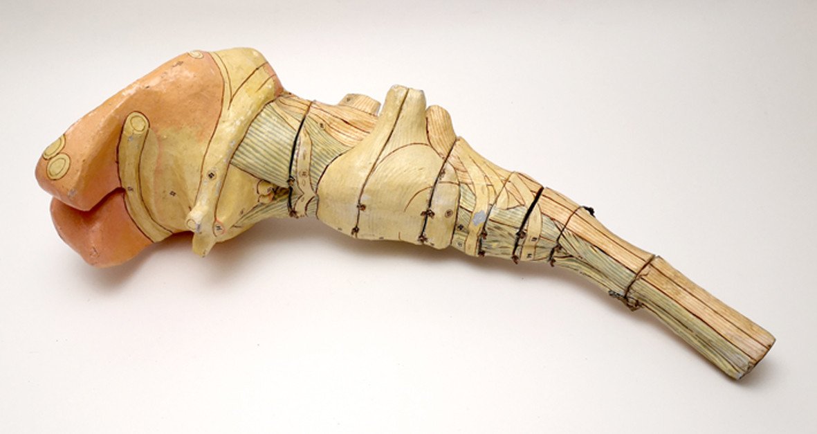 Auzoux Brain Stem Anatomical Model