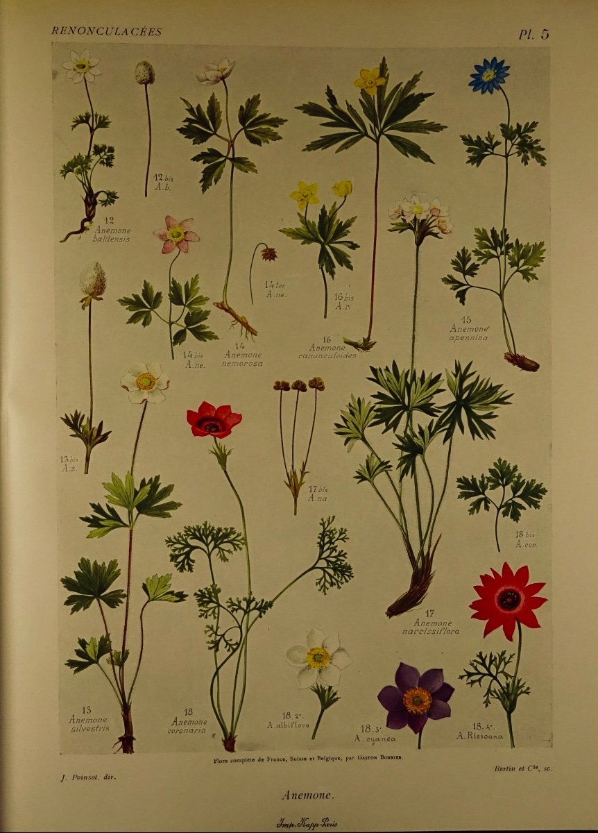 Bonnier And Douin - Complete Flora Illustrated In Colors Of France, Switzerland And Belgium. 1934.-photo-1