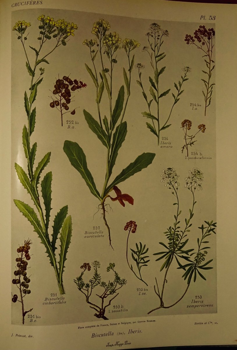 Bonnier And Douin - Complete Flora Illustrated In Colors Of France, Switzerland And Belgium. 1934.-photo-8