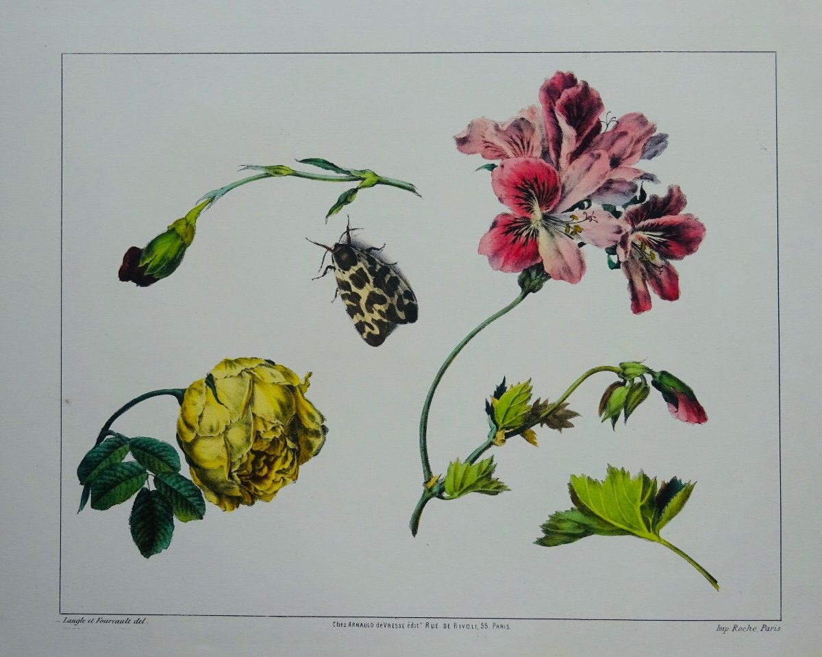 Langle (victor) - Album Of Flowers, Fruits, Birds, Insects And Shells. At Vresse, 1843.-photo-2