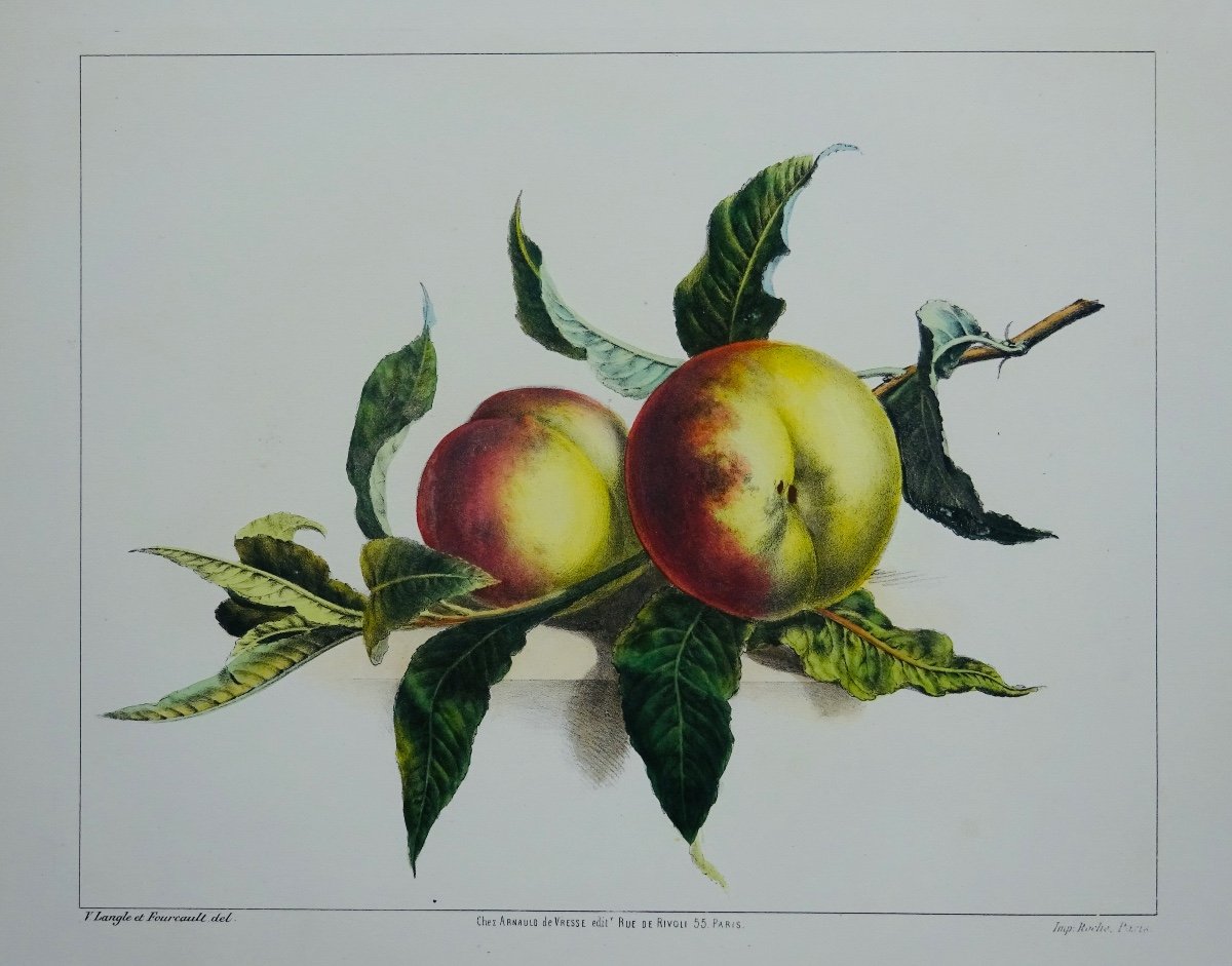 Langle (victor) - Album Of Flowers, Fruits, Birds, Insects And Shells. At Vresse, 1843.-photo-3