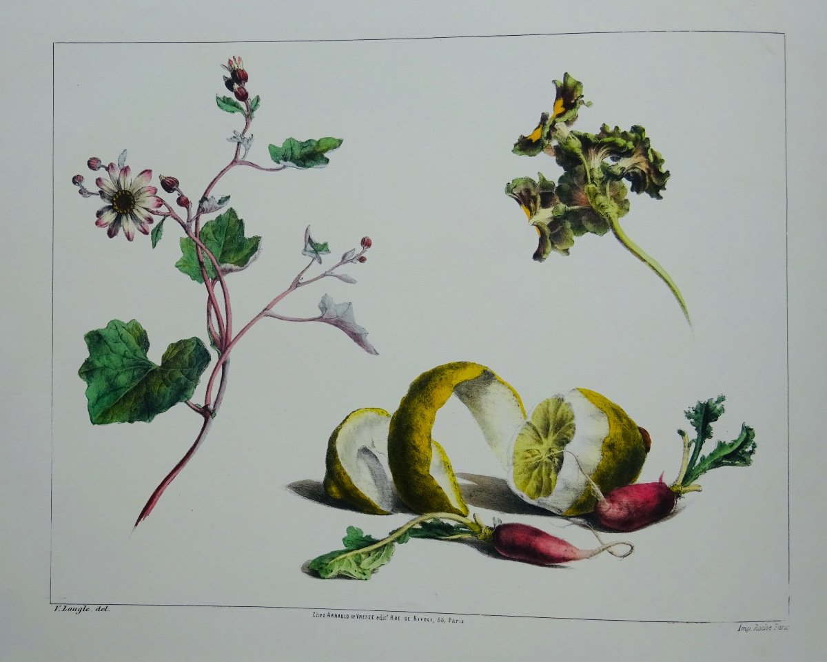Langle (victor) - Album Of Flowers, Fruits, Birds, Insects And Shells. At Vresse, 1843.-photo-1