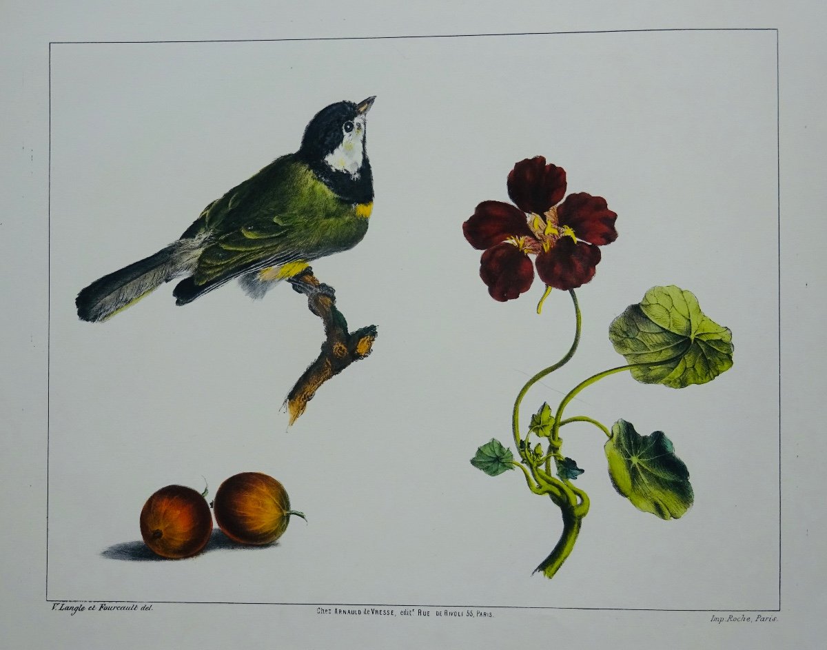 Langle (victor) - Album Of Flowers, Fruits, Birds, Insects And Shells. At Vresse, 1843.-photo-3