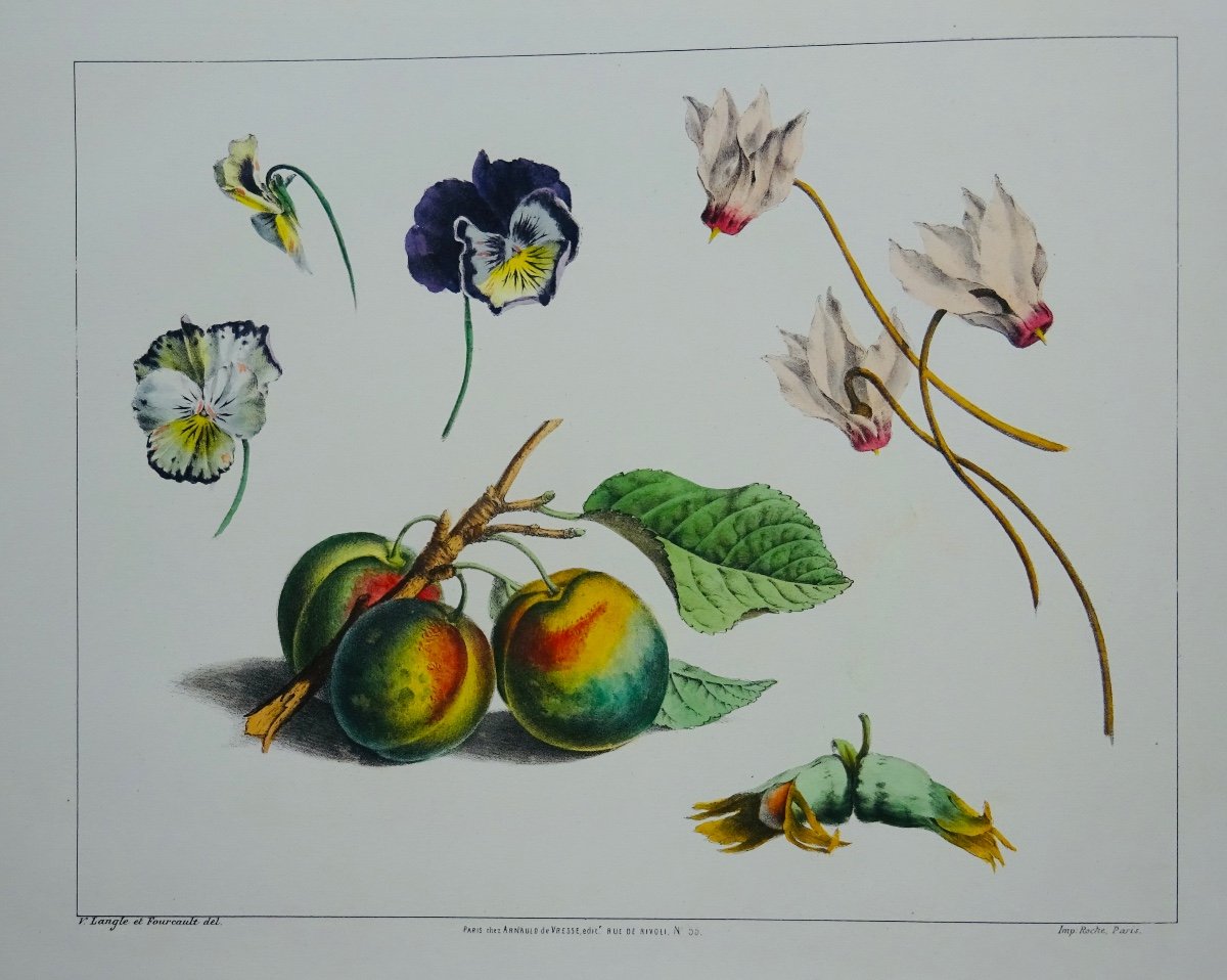 Langle (victor) - Album Of Flowers, Fruits, Birds, Insects And Shells. At Vresse, 1843.-photo-4