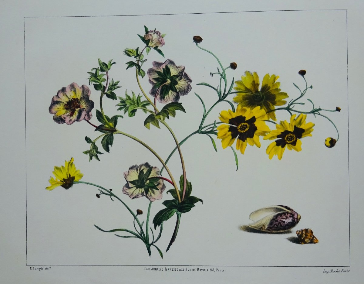 Langle (victor) - Album Of Flowers, Fruits, Birds, Insects And Shells. At Vresse, 1843.-photo-6