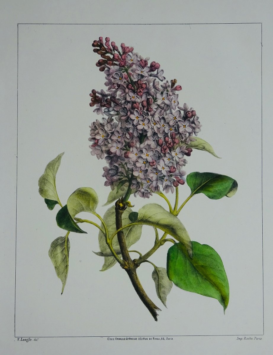 Langle (victor) - Album Of Flowers, Fruits, Birds, Insects And Shells. At Vresse, 1843.-photo-7