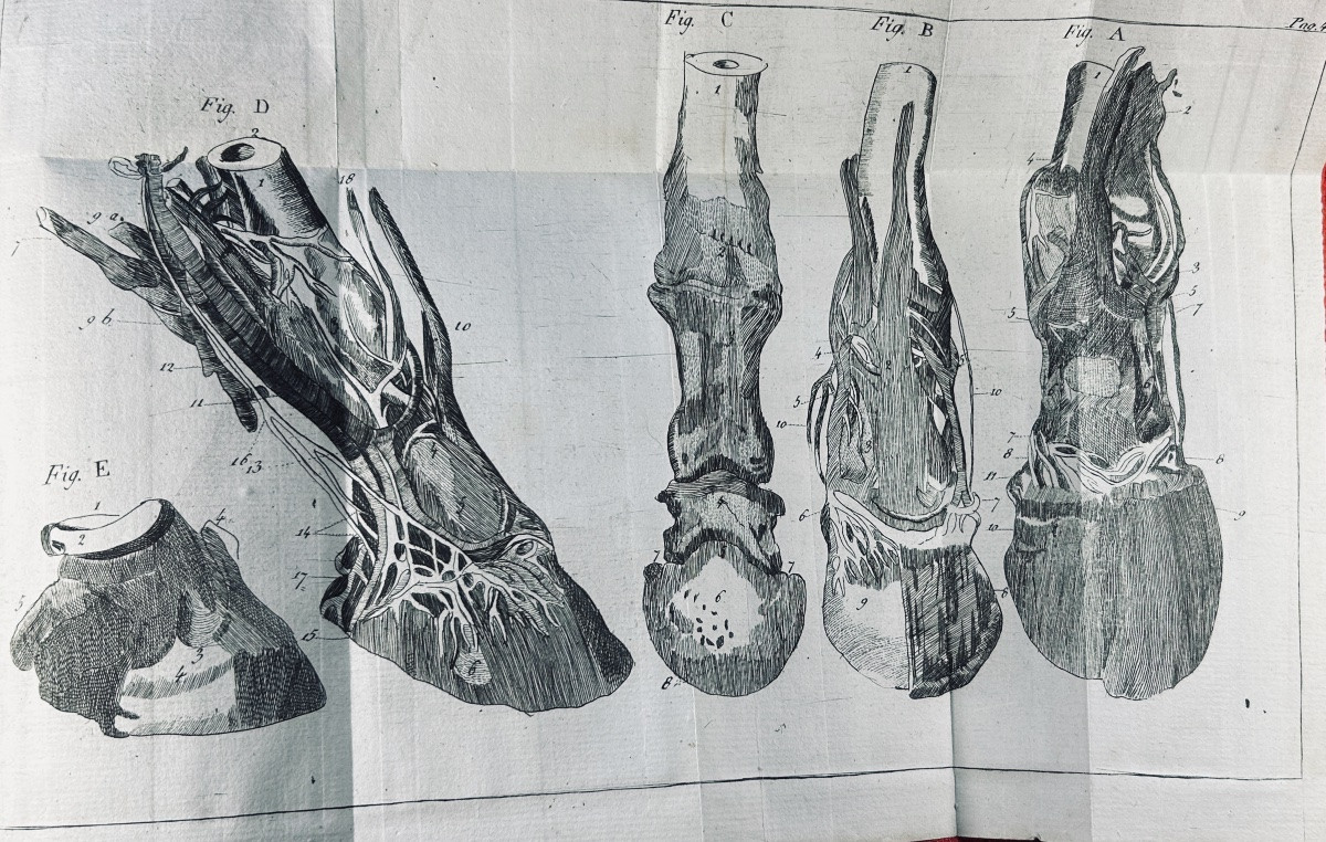 La Fosse (philippe-étienne) - Marshal's Guide. Chambeau Et Cie, 1803, Full Calf Binding.-photo-5