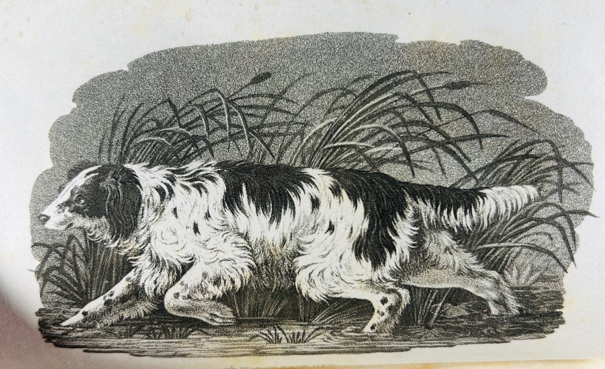 Anonymous - A Comprehensive Treatise On Hunting With A Rifle. Audot, 1823, Modern Binding, 8 Black-and-white Plates-photo-4
