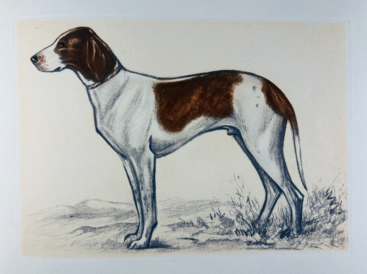 Benoist And Massonnet - Our Dogs Of The Future. Arc-en-ciel Publishing, 1944, Illustrated By Collot.-photo-4