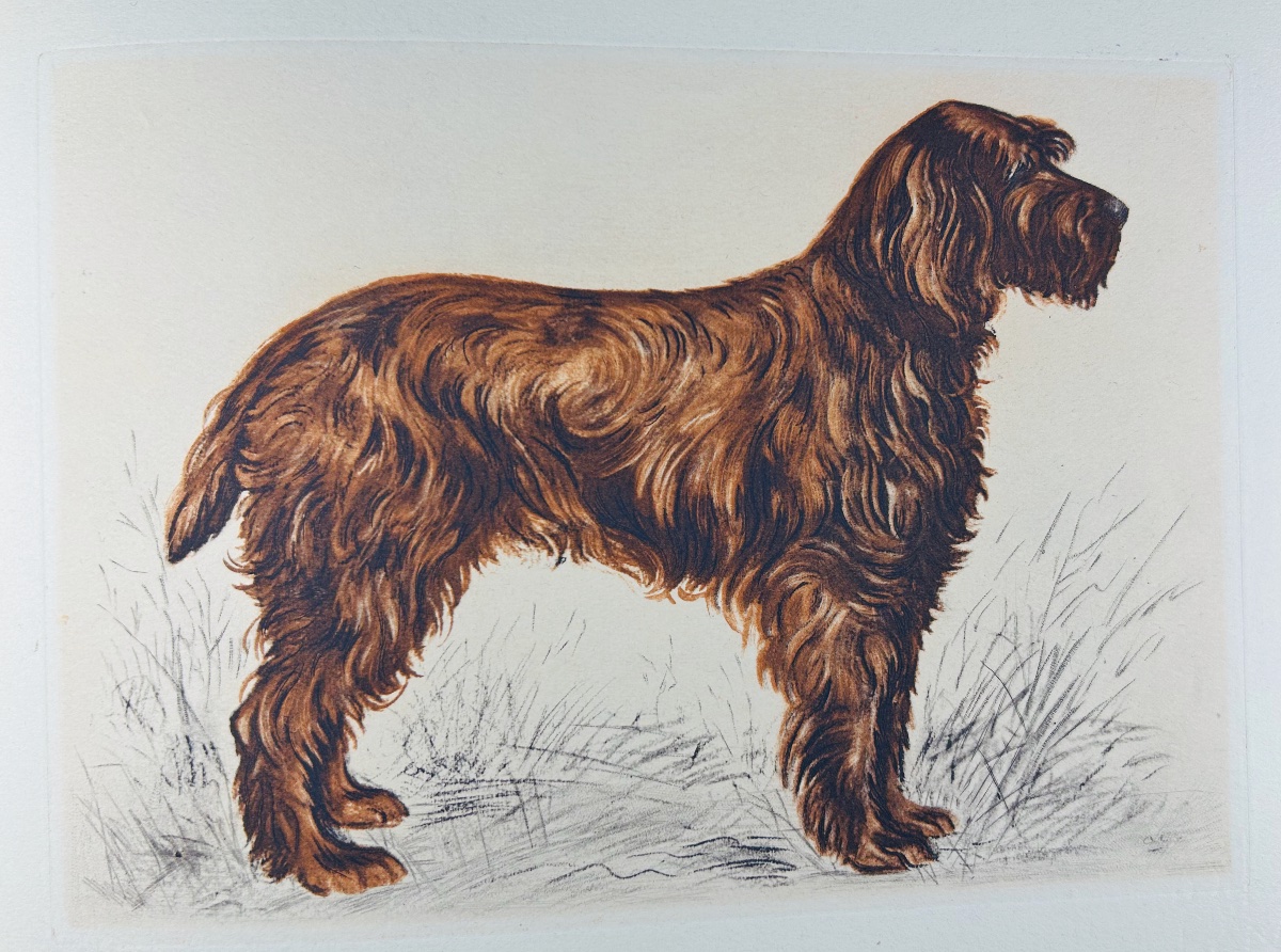 Benoist And Massonnet - Our Dogs Of The Future. Arc-en-ciel Publishing, 1944, Illustrated By Collot.