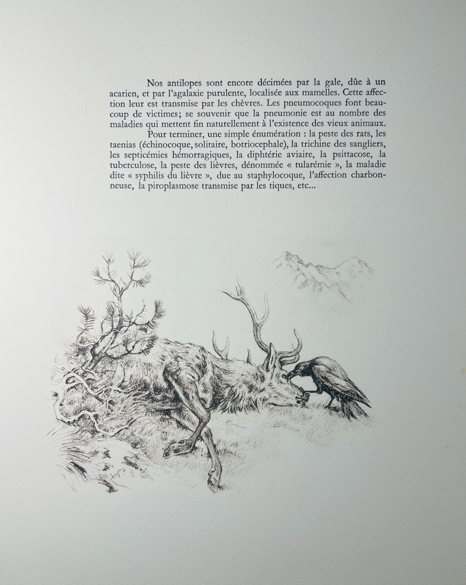 Doyen - Old Hunting Traditions In The Loudun Region. Crépin-leblond, 1947, Illustrations By Xavier De Poret.-photo-7