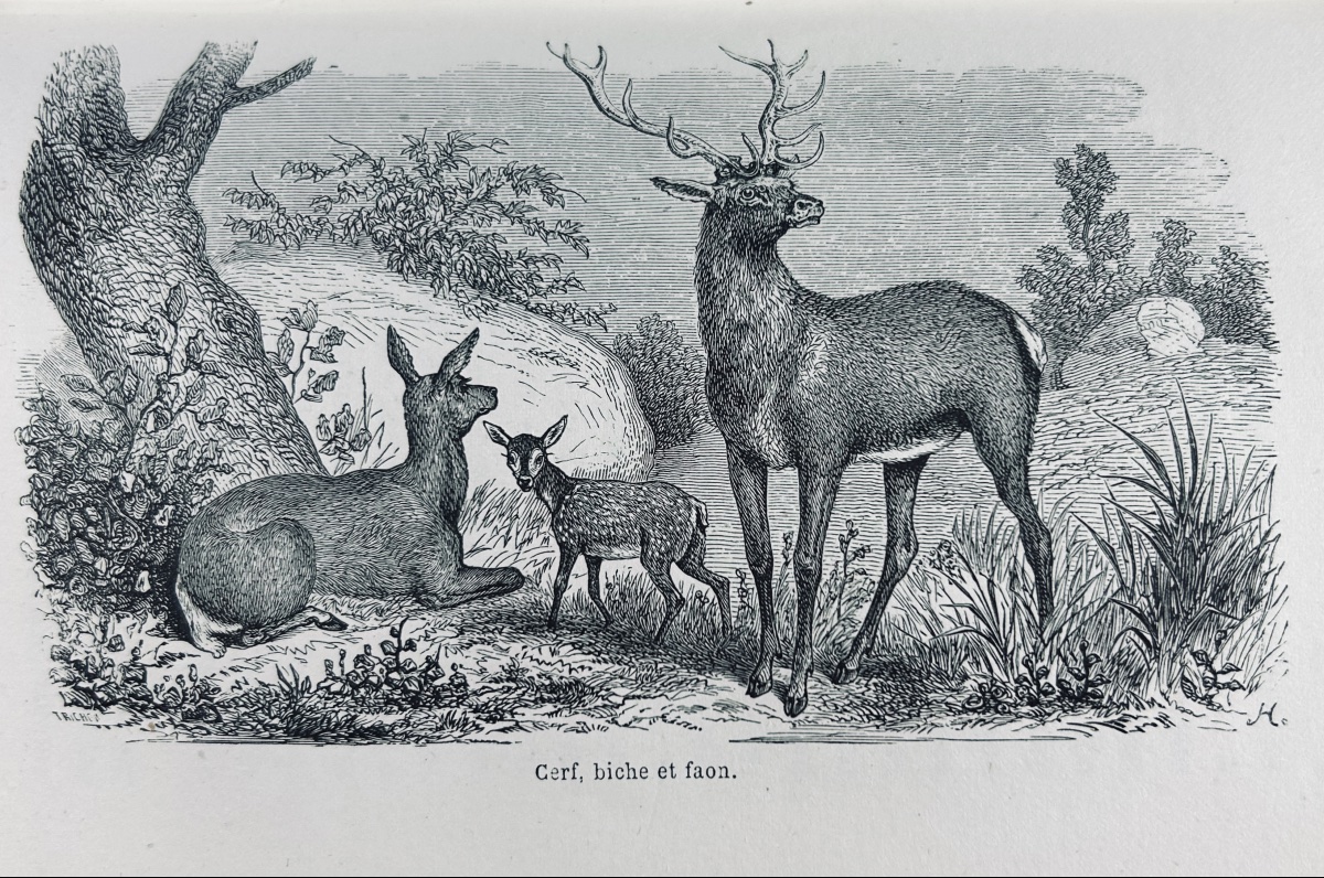 LA VALLÉE (Joseph) - La chasse à courre, en France. Hachette, 1859. Reliure demi-maroquin rouge-photo-4