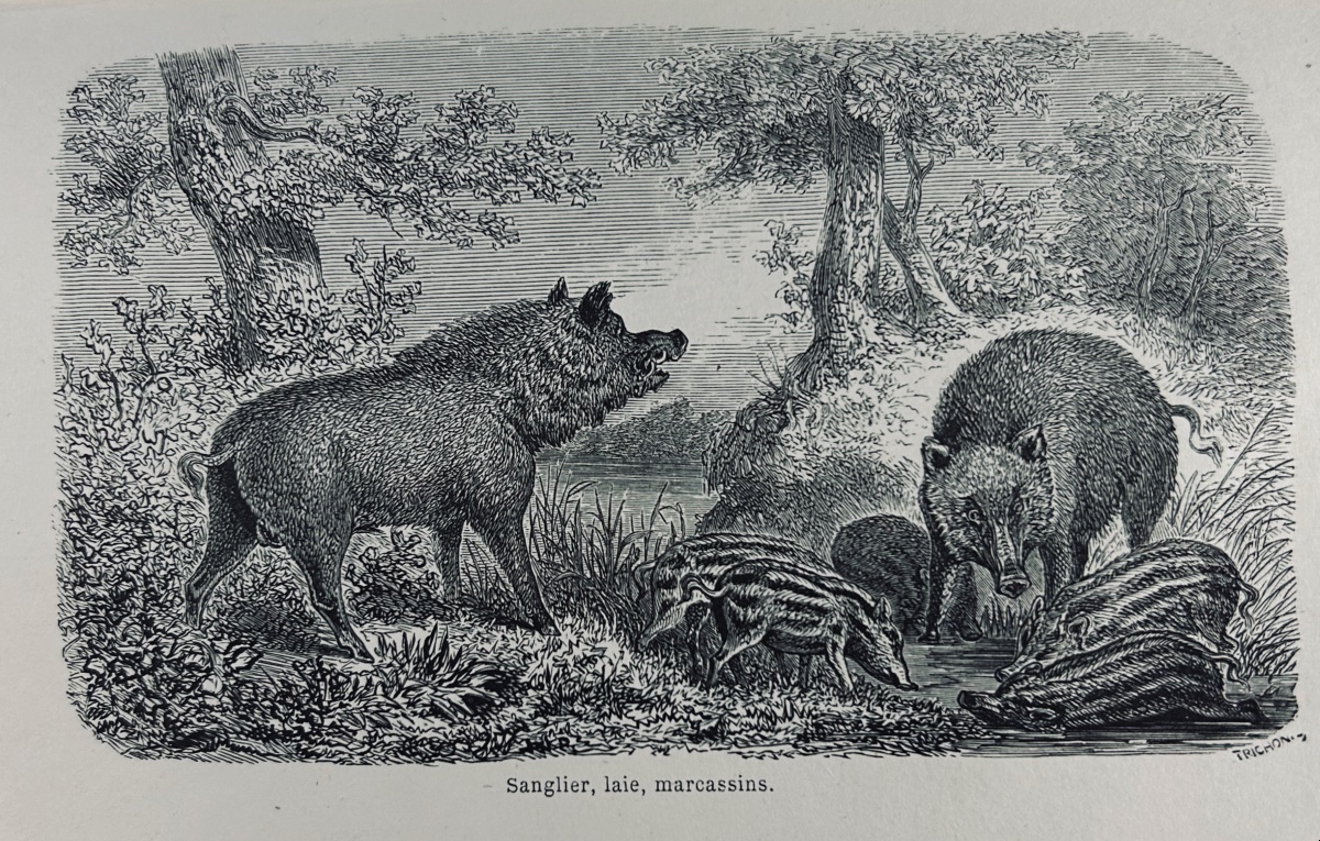 LA VALLÉE (Joseph) - La chasse à courre, en France. Hachette, 1859. Reliure demi-maroquin rouge-photo-7