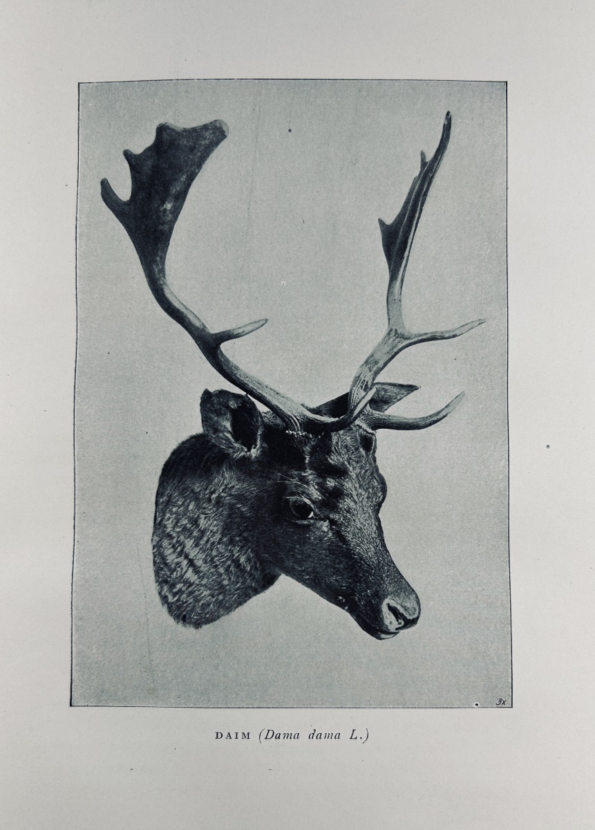 NIEDIECK (Paul) - Mes chasses dans les cinq parties du monde. Plon, 1907, cartonnage d'éditeur.-photo-3