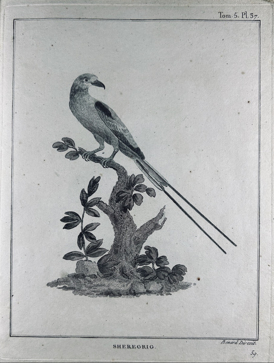 Bruce - Maps And Illustrations From The Journey To Nubia And Abyssinia By James Bruce. Plassan, 1792.-photo-4