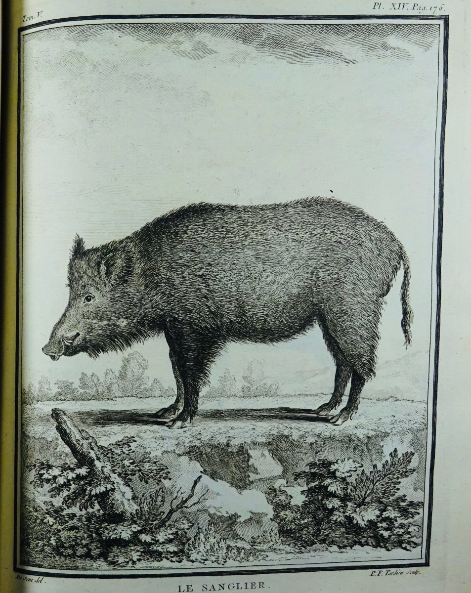 BUFFON - Histoire naturelle.  Édition de 1749 : 15 volumes, 576 gravures d'animaux. -photo-4