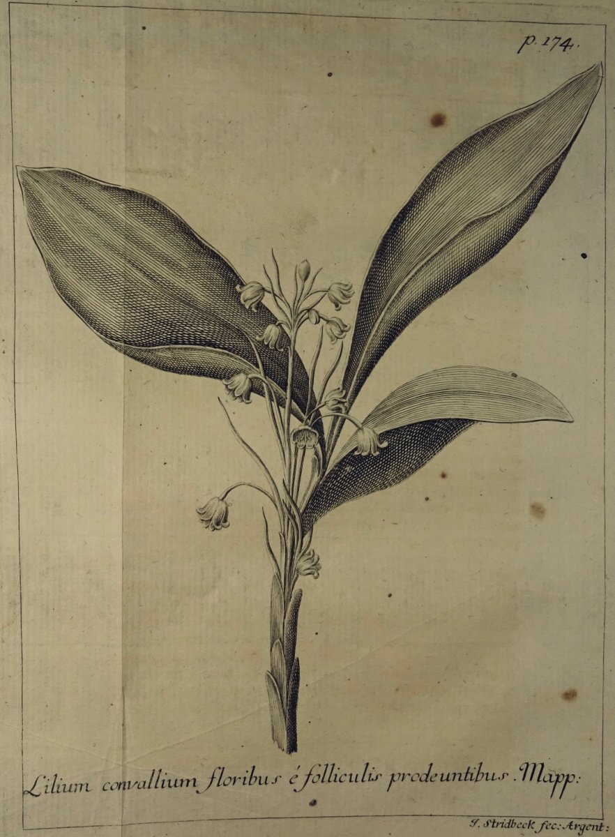 Livre En Latin De 1742. Rare Ouvrage En Latin Recensant Les Plantes d'Alsace. 7 Planches.-photo-4