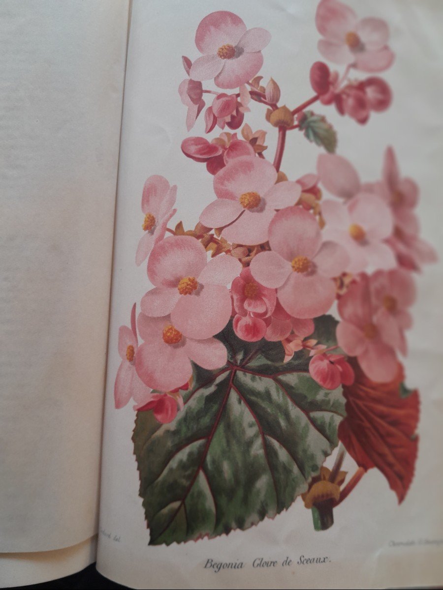 Old Books Horticultural Reviews 1882 1883 1884-photo-4