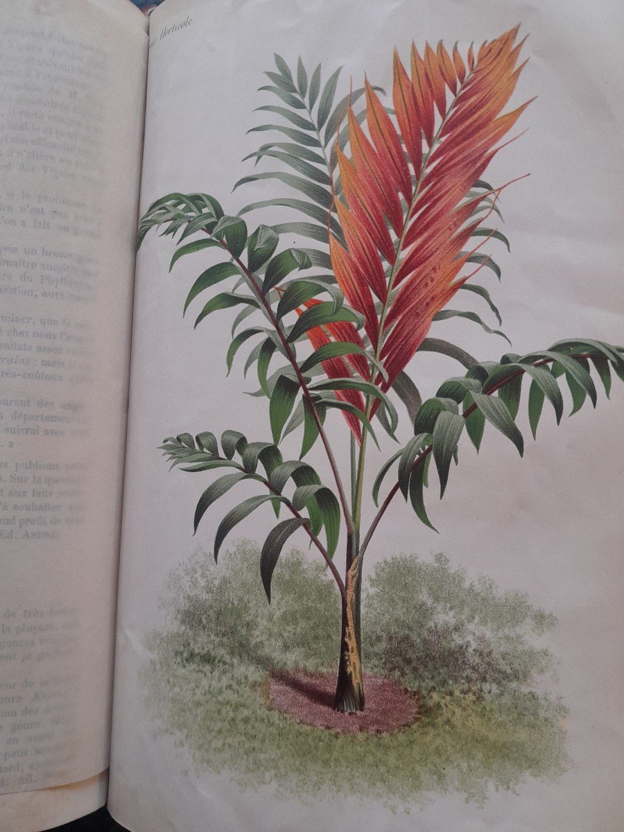 Old Books Horticultural Reviews 1882 1883 1884-photo-6