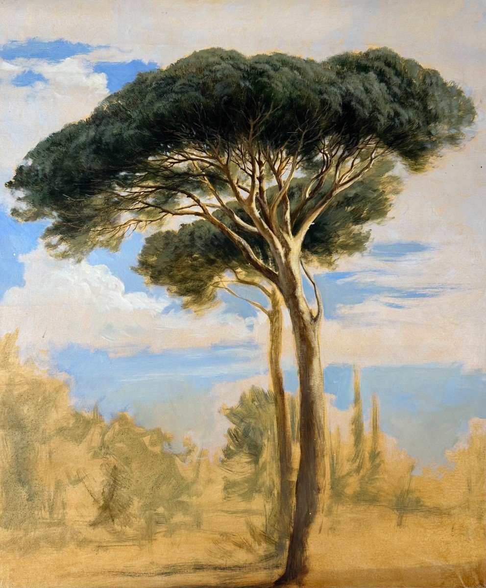 Oil On Canvas, Study Of Tree, Pin Parasol 64 X 54