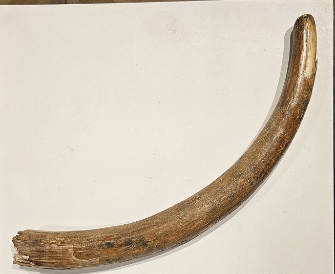 defense de Mammouth   , ére pléistocène   -photo-2