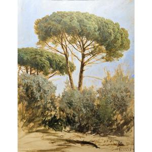 Oil On Canvas By Pascal Amblard "umbrella Pine" 120 X 96 