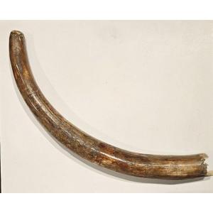 Mammoth Tusk, Pleistocene Epoch