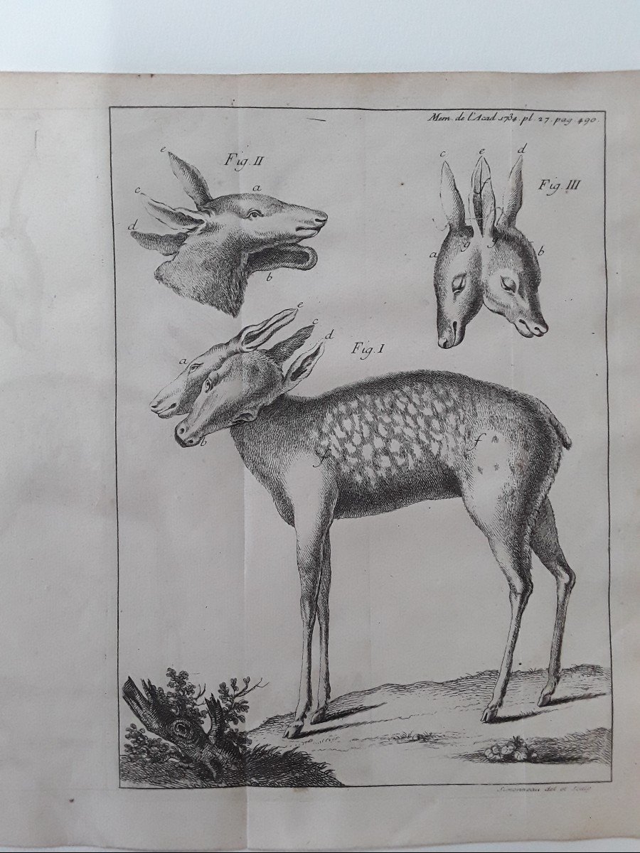 Série De 7 Gravures d'Histoire Naturelle 18ème Siècle -photo-4