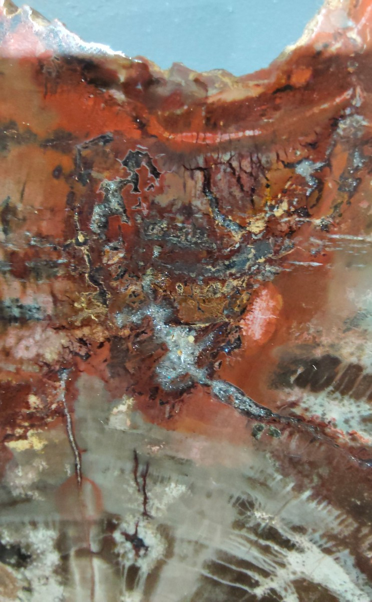 Tranche de bois fossile -photo-2