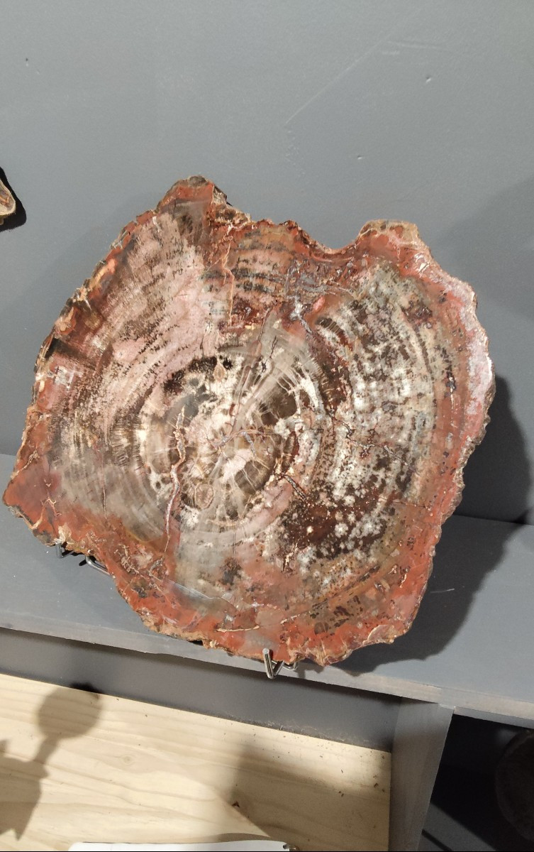 Tranche de bois fossile 