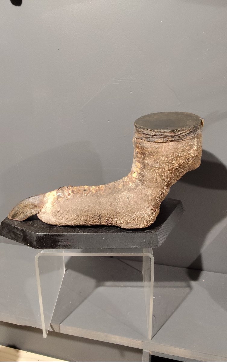 Étonnante patte d'autruche -photo-2