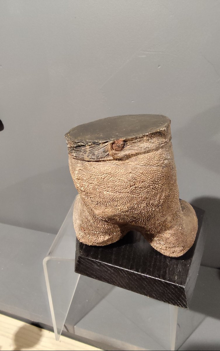 Étonnante patte d'autruche -photo-3