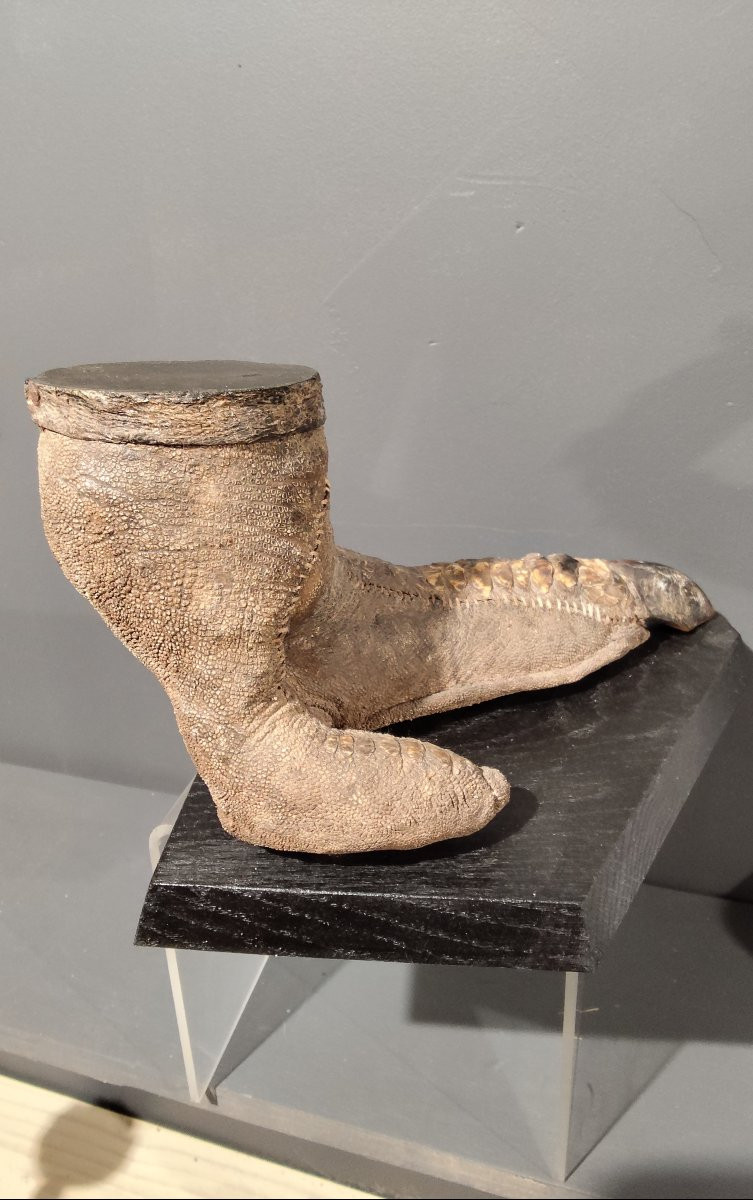 Étonnante patte d'autruche -photo-4