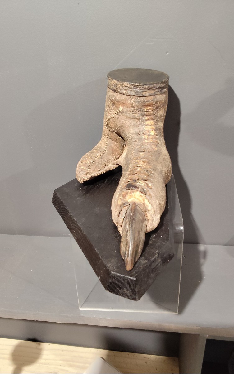 Étonnante patte d'autruche 