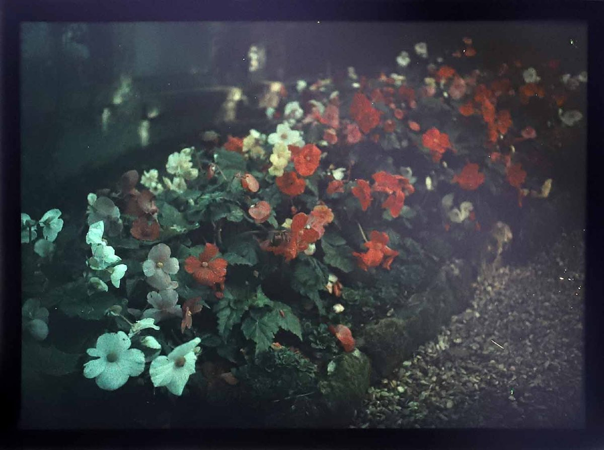 14 Autochromes Flowers -photo-4