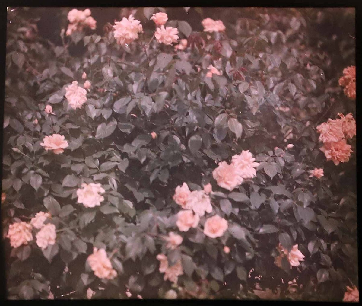 14 Autochromes Flowers -photo-8