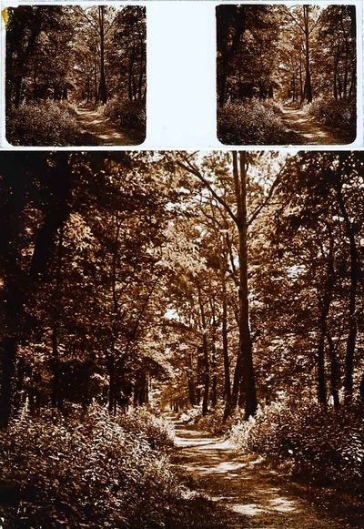 Bois De Boulogne 1900-1910 -25 Stereoscopic Photographs On Glass-photo-8