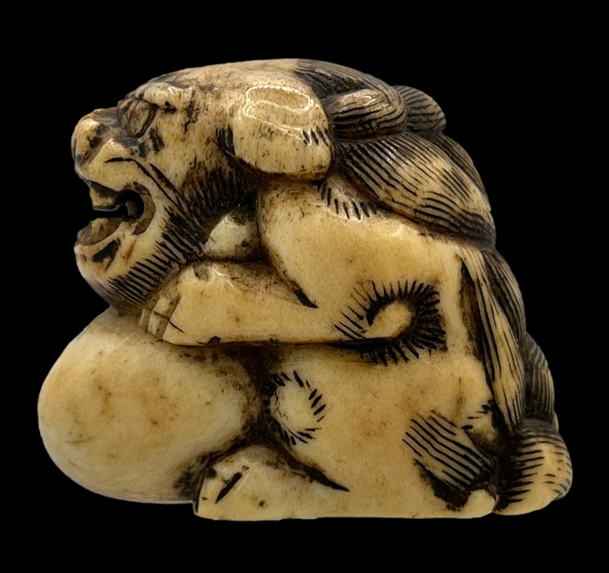 Netsuke shichi - époque Meiji -photo-3