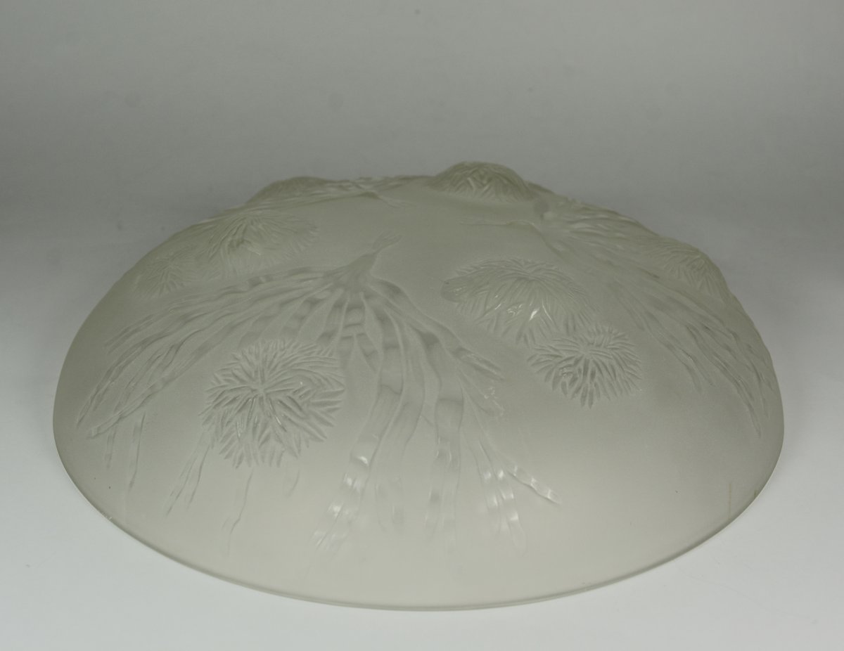 Sabino, Cup Glass Molded And Pressed. Seaweed And Sea Urchins-photo-3