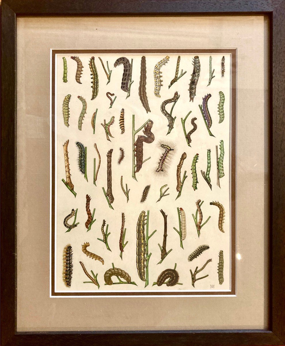 A Moreau For Renaud Paulian - Larva Atlas, Three Original Drawings-photo-2