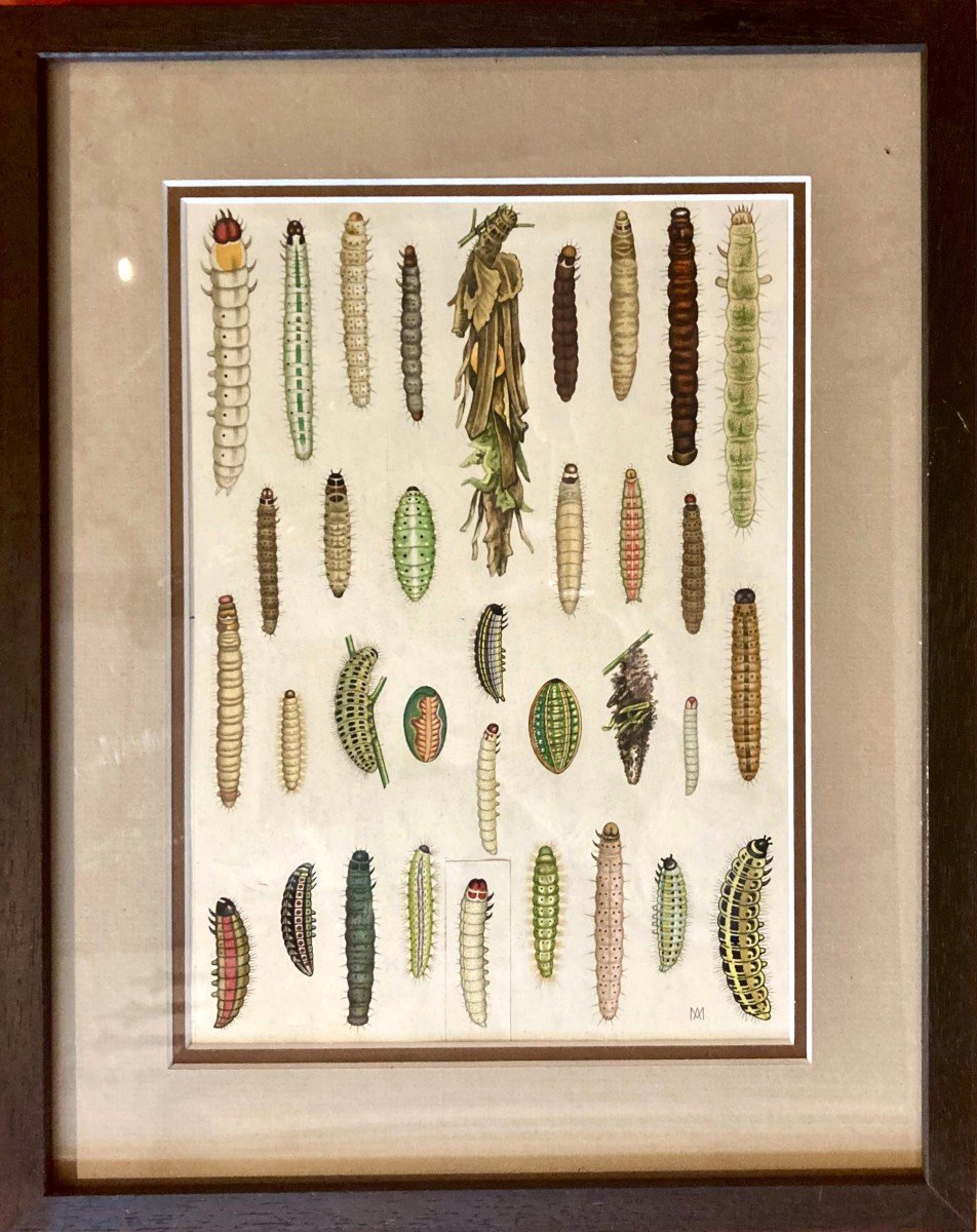 A Moreau For Renaud Paulian - Larva Atlas, Three Original Drawings-photo-3