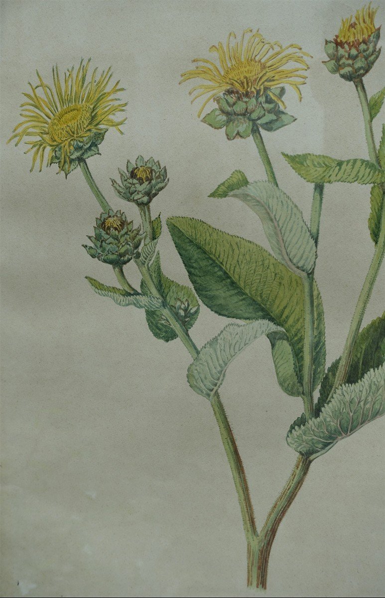 Ensemble De Trois Aquarelles - XIXe Siècle -photo-2